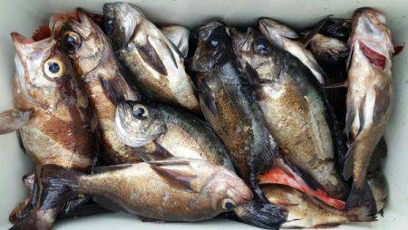 オーフリー 釣果