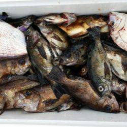 オーフリー 釣果