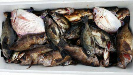 オーフリー 釣果