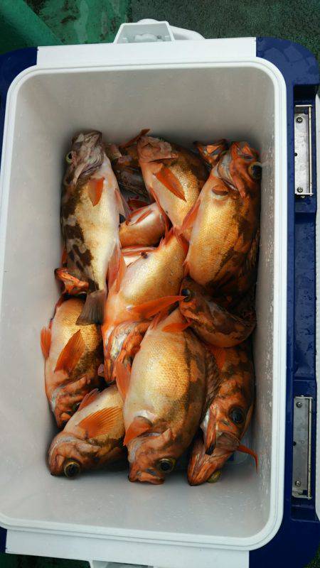 モンロー号 釣果