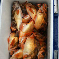 モンロー号 釣果