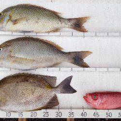 本部釣りイカダ 釣果