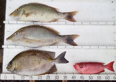 本部釣りイカダ 釣果