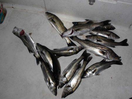 ルアー船マヒマヒ 釣果