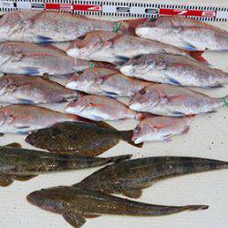 松本釣船２ 釣果