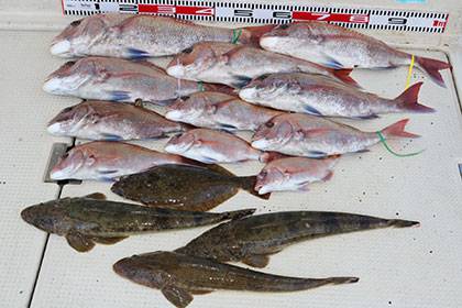 松本釣船２ 釣果