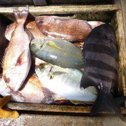 海釣り公園みかた 釣果