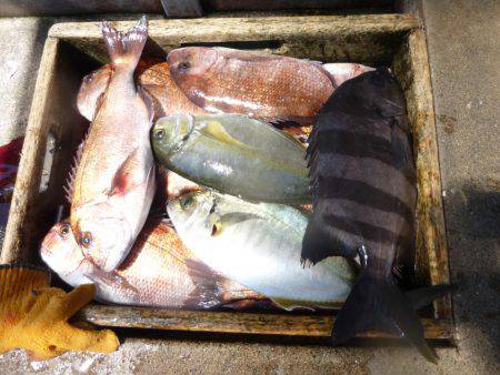 海釣り公園みかた 釣果