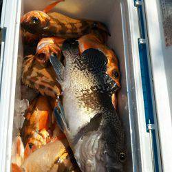 モンロー号 釣果