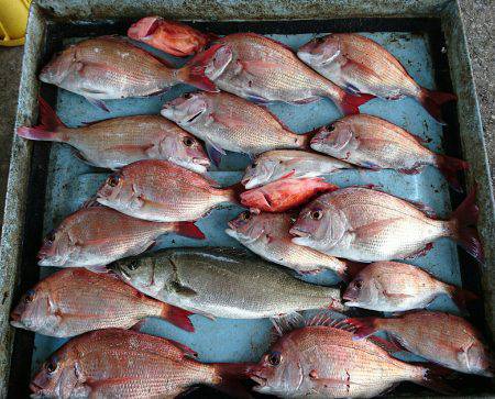 明神釣船 釣果