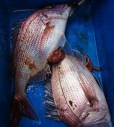 海龍丸(福岡) 釣果