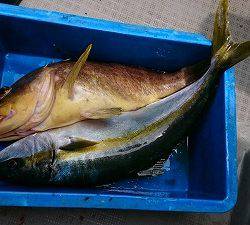 海龍丸(福岡) 釣果