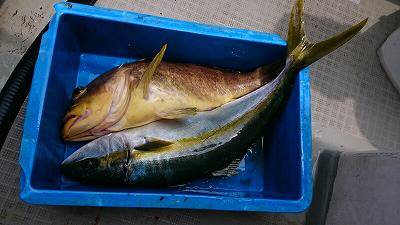 海龍丸(福岡) 釣果