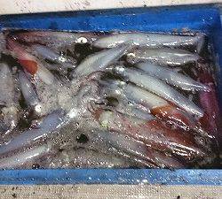 海龍丸(福岡) 釣果