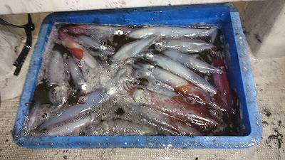 海龍丸(福岡) 釣果