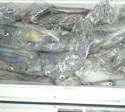 海龍丸(福岡) 釣果