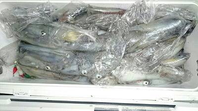 海龍丸(福岡) 釣果