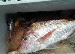 長栄丸(静岡) 釣果