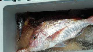 長栄丸(静岡) 釣果