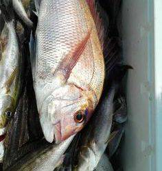 長栄丸(静岡) 釣果