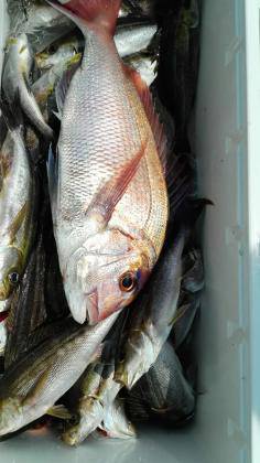 長栄丸(静岡) 釣果