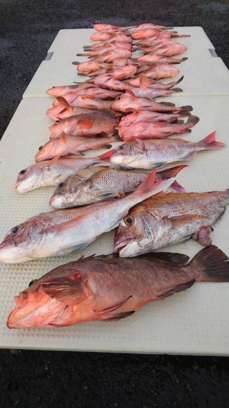 オーフリー 釣果