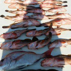 オーフリー 釣果