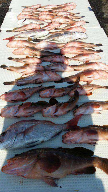 オーフリー 釣果