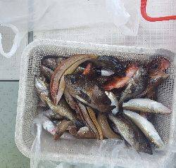 内浜丸 釣果
