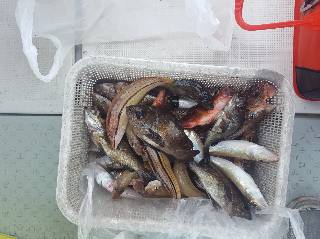内浜丸 釣果