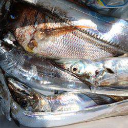 松本釣船２ 釣果