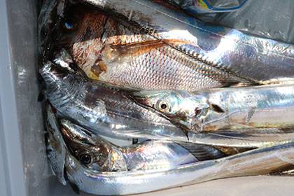 松本釣船２ 釣果