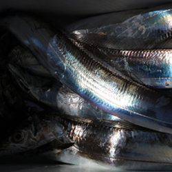 松本釣船２ 釣果