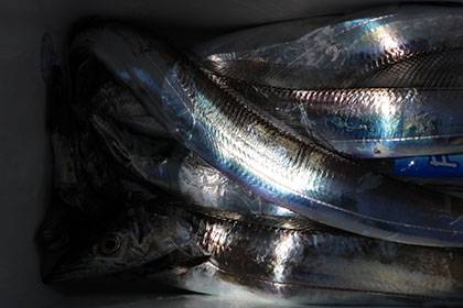 松本釣船２ 釣果