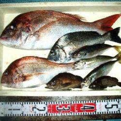 朝日丸 釣果
