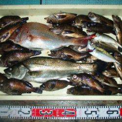 朝日丸 釣果