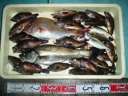 朝日丸 釣果