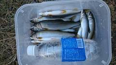 大井川（大井川(非)漁業協同組合） 釣果