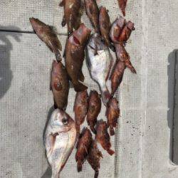 秀丸 釣果