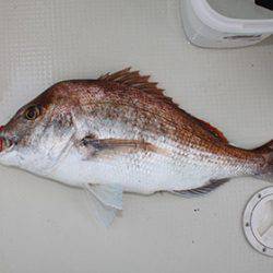 松本釣船２ 釣果