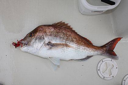 松本釣船２ 釣果