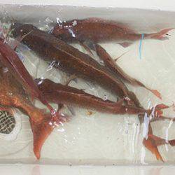 松本釣船２ 釣果