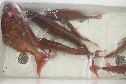 松本釣船２ 釣果