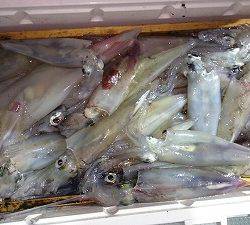 海龍丸(福岡) 釣果