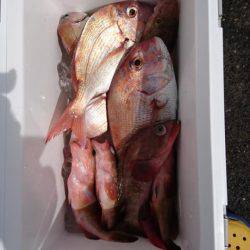 オーフリー 釣果