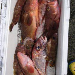 オーフリー 釣果