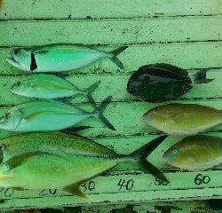 本部釣りイカダ 釣果