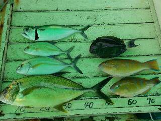 本部釣りイカダ 釣果