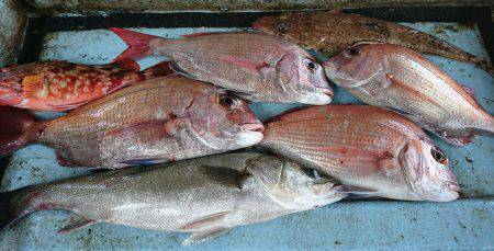 明神釣船 釣果