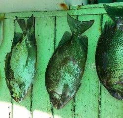 本部釣りイカダ 釣果